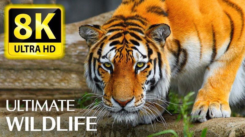 8K Animals, The Ultimate Wildlife Collection in 8K ULTRA HD/8K TV -  With Relaxing Music 8K TV