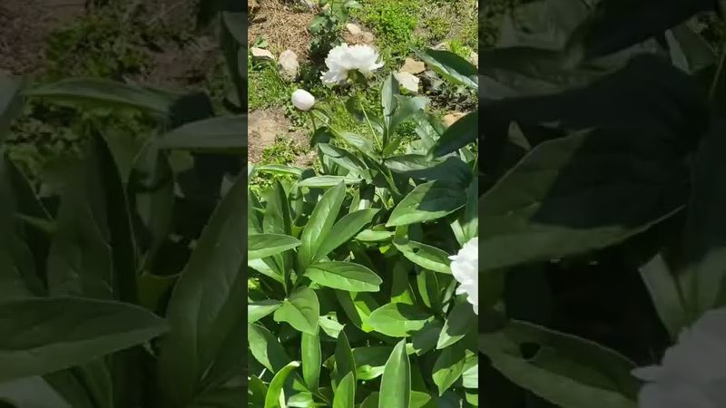 Пион “Белый Лебедь” #пионы