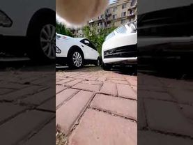 кот бежит за котом с камерой