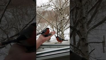 Пухлый снегирь🙂