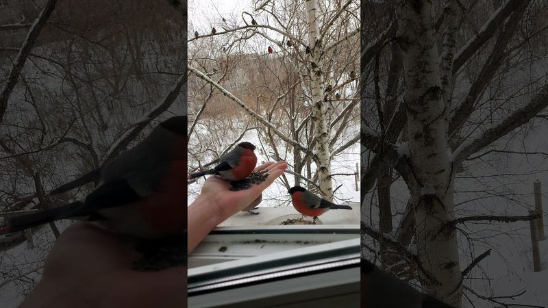 Пухлый снегирь🙂