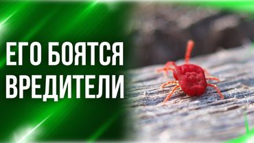 Маленький красный жучок, который уничтожает всех вредителей