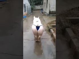 Красавица свинья в трусах.Мой киви 89969653221 кому не жалко!!!!