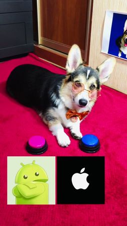 #осений_пэт #коргилуна #foryou