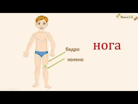 ЗАДАНИЕ №4. Строение человека. ВПР по окружающему миру 4 класс.