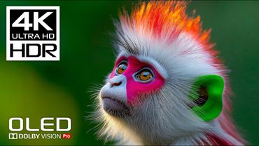 ONLY REAL OLED Demo - HDR 4K 60 FPS Video - Dolby Vision