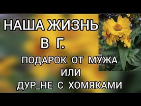 Обзор‼️ Наша жизнь в Германии // Подарок от мужа⁉️Или турне с хомяками‼️