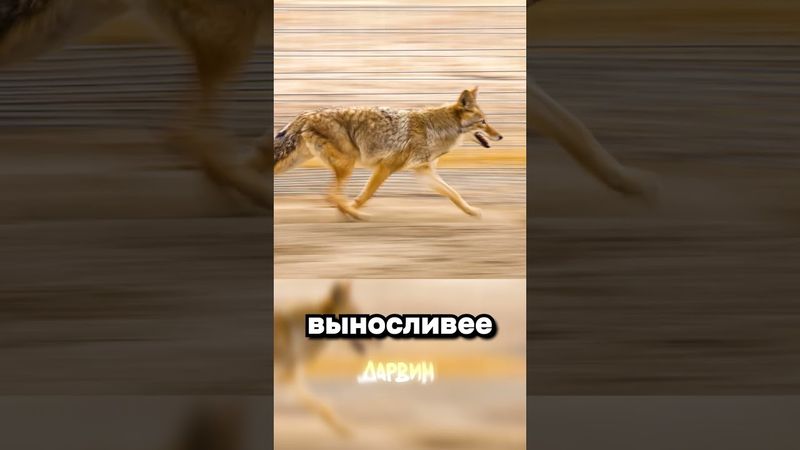 Луни Тюнс в реальной жизни