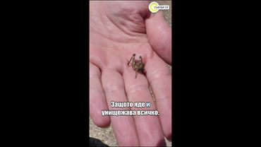 Инвазия от марокански скакалци в Благоевградско #събудисе #sabudise #novatv #nova