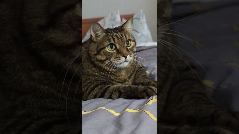 Вчера 🙀😉🤔🤣#cat #кот #юмор #котушка #приколы #цитаты