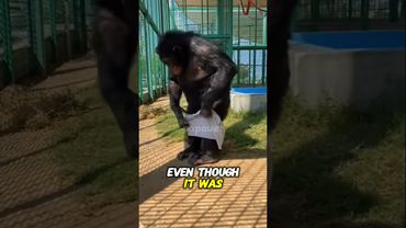 This Smart Chimp Just Wore Pants by Himself — Can Your Pet Do That? 🐵👖 #Challenge