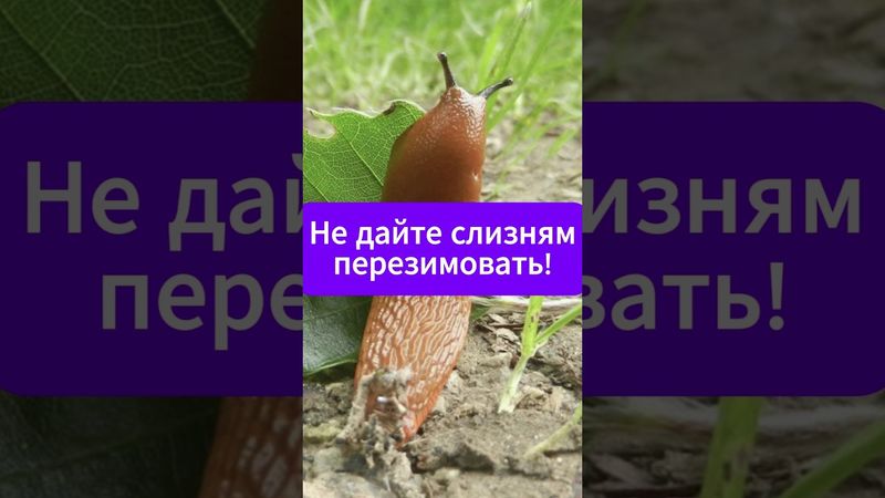 Не дайте слизням перезимовать!  #дача #сад #огород #слизни
