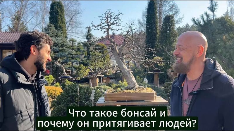 Что такое бонсай и почему он притягивает людей?