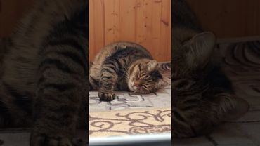 Как говорит жена 🙀🤔😉🤣 #cat #кот #юмор #котушка #приколы #цитаты