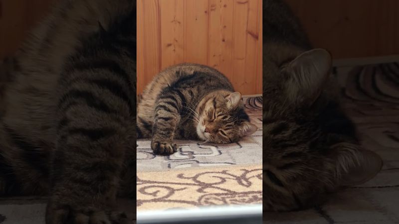 Как говорит жена 🙀🤔😉🤣 #cat #кот #юмор #котушка #приколы #цитаты