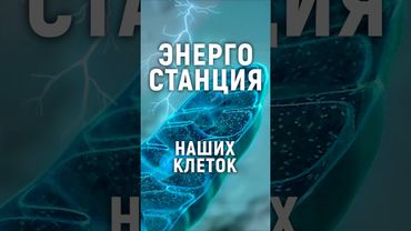 Энергия для жизни всех организмов. Митохондрия