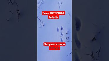 Как найти зайца по следам!?! #охота #охотаназайца #заяц #охотник #заяцрусак #hunting