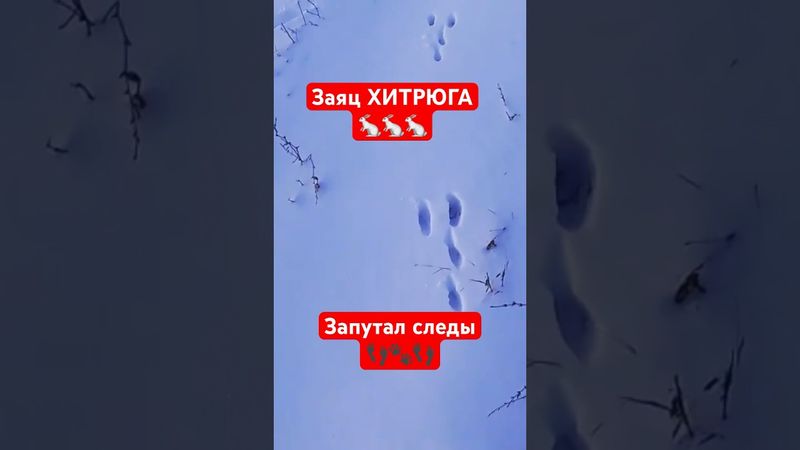 Как найти зайца по следам!?! #охота #охотаназайца #заяц #охотник #заяцрусак #hunting