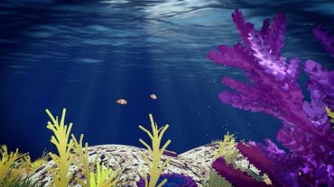 Coral bleaching | AFP