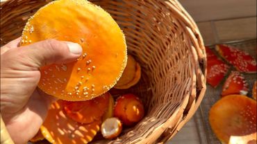 Тайны сушки МУХОМОРОВ и их роль на пути к просветлению