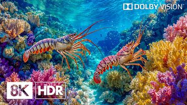 Serene Marine Creatures in 8K HDR | Dolby Vision™