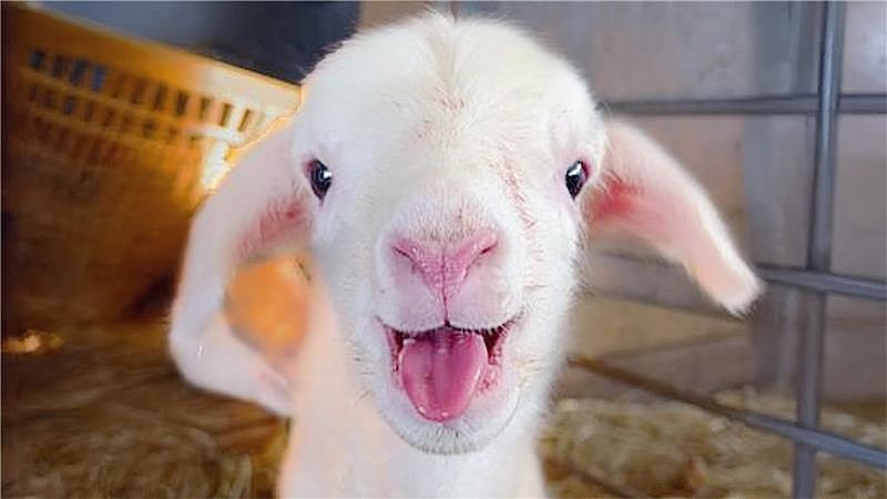 BABY Lamb's First BAAA!! 😍 FUNNIEST Farm Animals