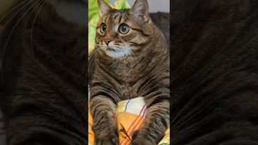 Как говорил дед 🤔🙀😉🤣 #cat #кот #юмор #котушка #приколы #котик #цитаты