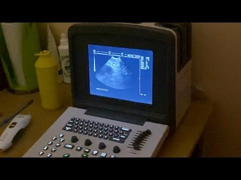 Немецкая овчарка на УЗИ в ветеринарной клинике. Беременна или нет