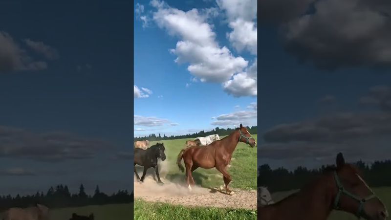 Табун лошадей бежит домой. Конный приют "Шанс на жизнь"