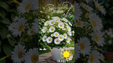 🎀Доброе утро💖 Желаю чудесного дня 🌿🌸🌿