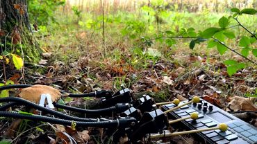 Mushroom Playing Keyboard Under an Oak