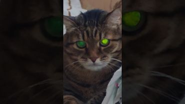 Моя работа 🙀🤔😉🤣 #cat #кот #юмор #котушка #приколы #веселыекоты #цитаты #озвучка