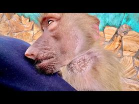 УЖАС! Ребенок зашел к слону, а Люсю бьют бутылкой ради видео!!?