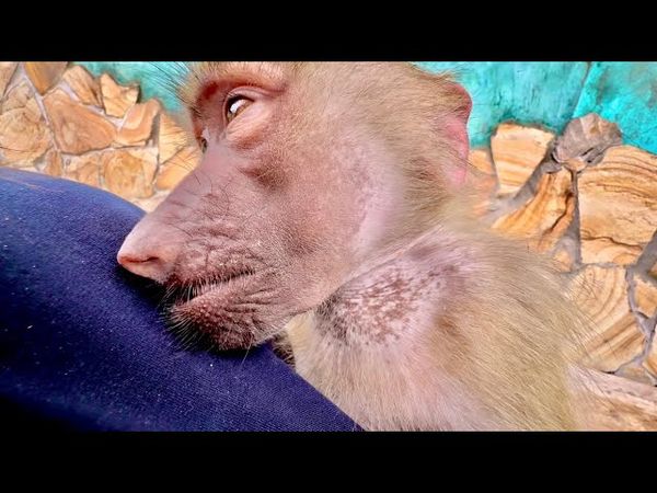 УЖАС! Ребенок зашел к слону, а Люсю бьют бутылкой ради видео!!?