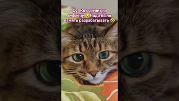 Только зубы 🙀🤗😉🤣 #cat #кот #юмор #котушка #приколы #цитаты #смех