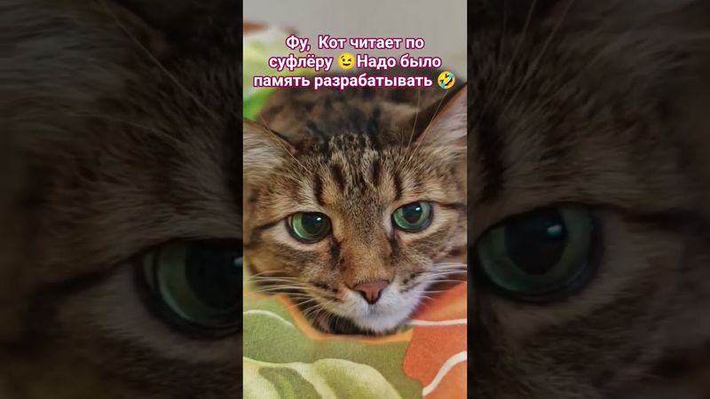 Только зубы 🙀🤗😉🤣 #cat #кот #юмор #котушка #приколы #цитаты #смех