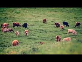 Горцы от ума , чабаны капиталисты