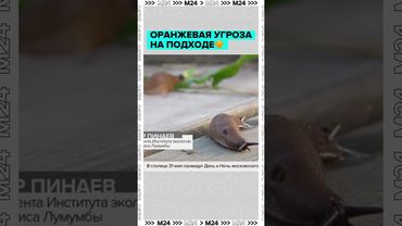 🔶 Оранжевая угроза на подходе к Москве!