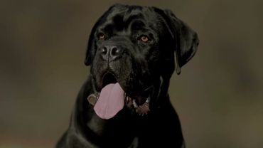 8K NATURE ESCAPE: Relax with Amazing Animals in Ultra HD (Nature Sounds)