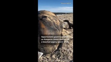 Goanna feasts on beached whale at Aussie beach