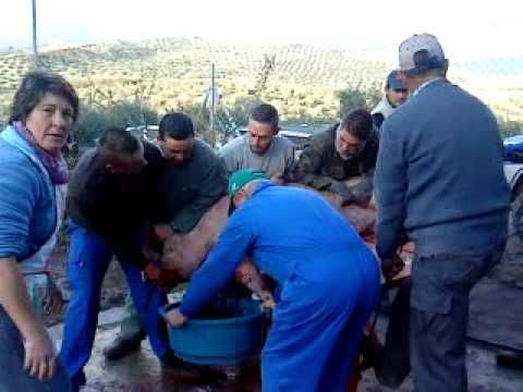 Mataza de cortijeros 2010