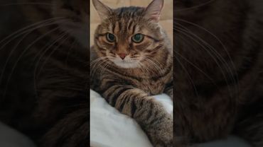 Плюнуть в лицо 🙀🤔😉🤣 #cat #кот #юмор #котушка #приколы #цитаты