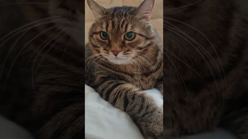 Плюнуть в лицо 🙀🤔😉🤣 #cat #кот #юмор #котушка #приколы #цитаты