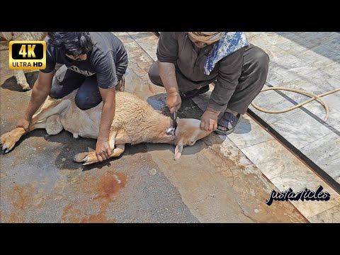 3 bakra qurbani 2025 in gujranwala