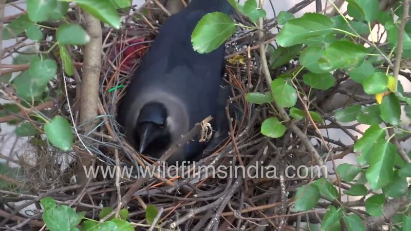 कौवा का घोसला - नई दिल्ली में सड़क के किनारे कौवा जोड़े का घोंसला