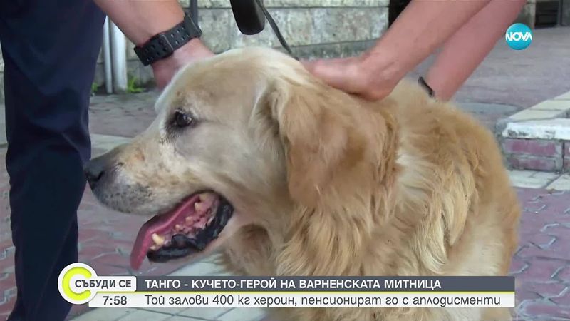 Танго – четириногият митничар, който спря рекордни количества наркотици