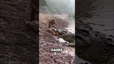 Вы когда-то сидели такую битва обезьяны крокодила?😨 #рекомендации #юмор