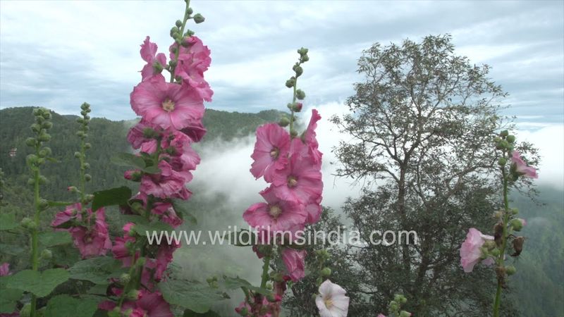 Hollyhock blooms spike tall among the monsoon mists at wildfilmsindia Jabbarkhet