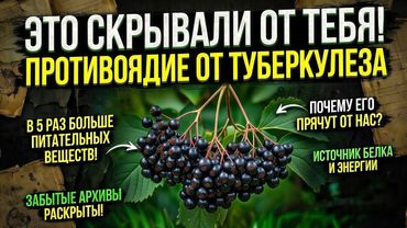 АПТЕКИ МОЛЧАТ ОБ ЭТОМ, ЧЁРНАЯ БУЗИНА — ЗАПРЕЩЁННОЕ ЗНАНИЕ ИЗ НАРОДНОЙ МЕДИЦИНЫ
