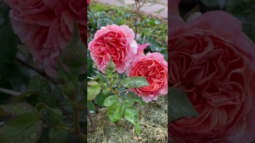 «Каоликазали» Роза японской селекции🥀 #розывсаду #розы